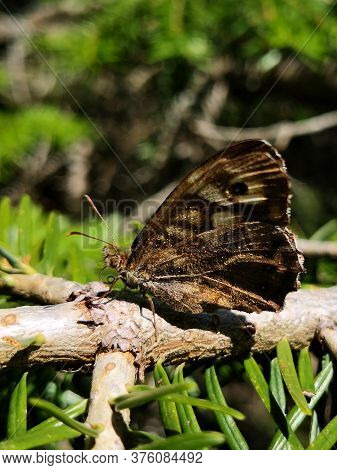 Beautiful Brown Butterfly On A Tree Branch - Pararge Aegeria - Speckled Wood