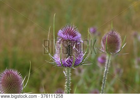 Dipsacus Fullonum. Green Wild Teasel Or Thistle, Spiky Plant With Thorn On A Meadow.