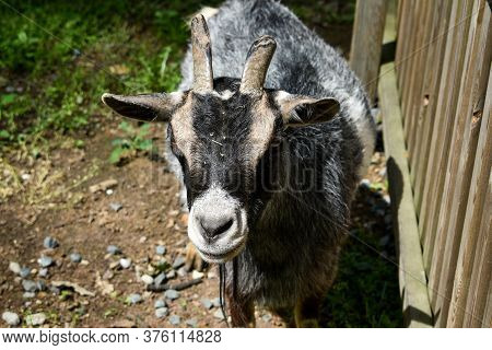Goat. Portrait Of A Goat On A Farm In The Village. Beautiful Goat Posing.
