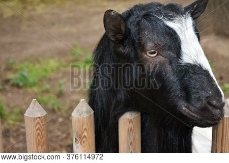 Goat. Portrait Of A Goat On A Farm In The Village. Beautiful Goat Posing.