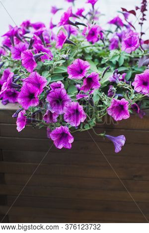 Pink Petunia In Wooden Container Flower Pot Outside, Outdoors Planting Landscaping, Vertical Stock P