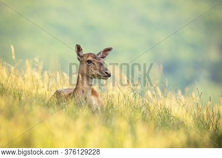 Fallow Deer Doe Lying On Field During The Summertime.