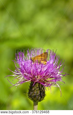 Fathead Butterfly On A Thistle Flower. Bright Natural Background With A Butterfly On A Flower.