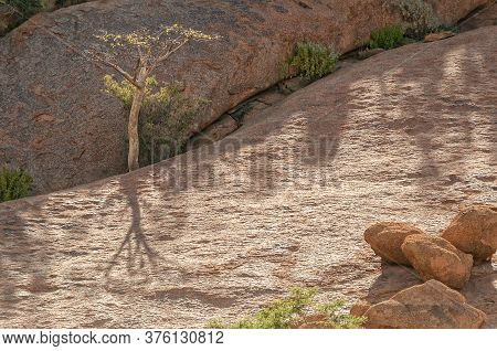 A Tree Growing In A Crack In A Solid Granite Hill At The Greater Spitzkoppe In Namibia