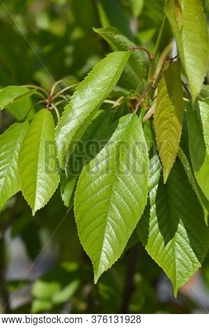 Sweet Cherry Tree Moretta Di Vignola Leaves - Latin Name - Prunus Avium Moretta Di Vignola