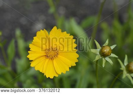 Star Tickseed Orange Flower - Latin Name - Coreopsis Pubescens