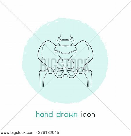 Pelvis Images Illustrations Vectors Free Bigstock
