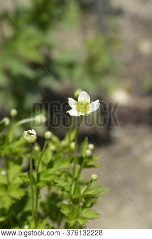 Cutleaf Anemone - Latin Name - Anemone Multifida