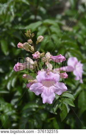 Pink Trumpet Vine - Latin Name - Podranea Ricasoliana