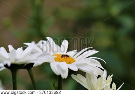 Insect Collects Pollen On A White Daisy