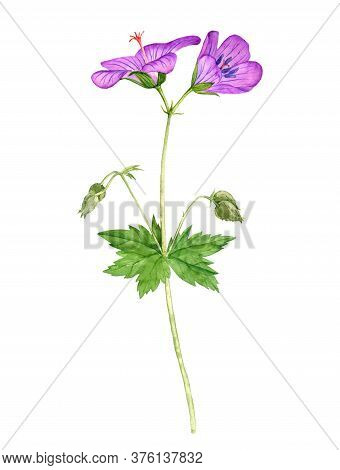 Watercolor Drawing Meadow Geraniumflowers , Geranium Pratense , Isolated Floral Element At White Bac