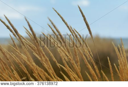 Golden Fields Flower Meadow Beautiful Wheat Field