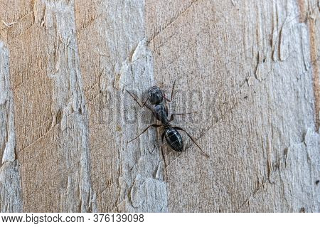 Black Ant On Wooden Fence Post Macro Close Up