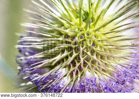 Macro Shot Of A Dipsacus Fullonum Plant In Its Natural Environment On A Summer Day, Visible Spines A