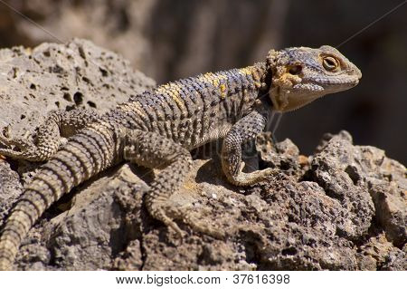 Lagarto marrom, amarelo e azul sobre rochas vulcânicas