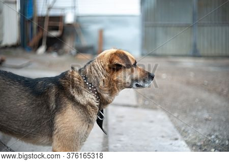A Beautiful Dog On A Chain Runs Around The Yard