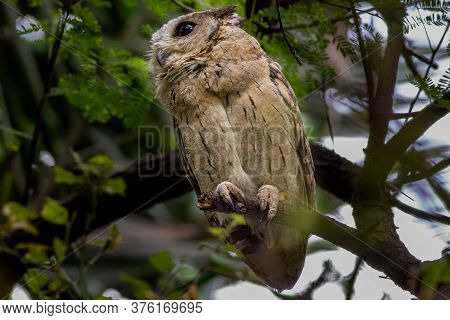 Indian Scops Owl Or Otus Bakkamoena Portrait Perched On Branch In A Natural Setting At Keoladeo Nati
