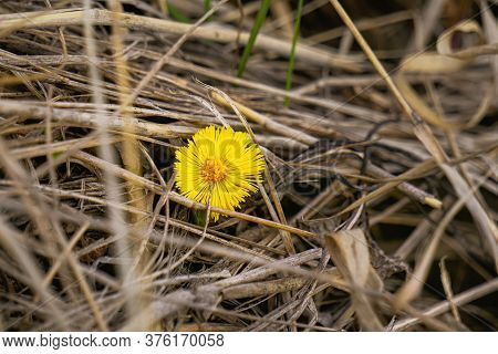 Yellow Medicinal Flower Coltsfoot Blooming In Early Spring. Tussilago Farfara. Selective Focus