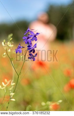 Purple Wildflowers On A Blurred Background, Grass, Meadow.