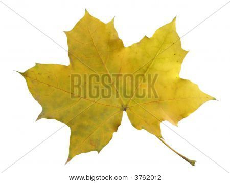 Maple verlassen mit Clipping Puth.
