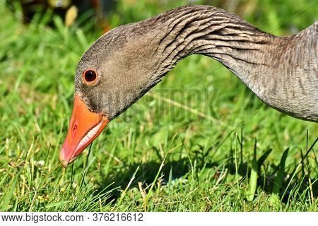 The Best Shot Of Swan Beak Eating Grass