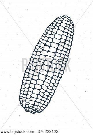 Maize Or Corn Cob Without Leaves. Healthy Vegetarian Food. Ingredient For Vegetable Menu. Vector Ill