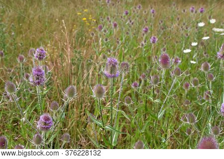 Dipsacus Fullonum. Green Wild Teasel Or Thistle, Spiky Plant With Thorn On A Meadow.