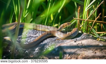 Close Up Of Caspian Whipsnake Lying In The Sun