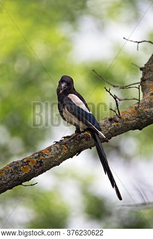 Beautiful Magpie Sitting On The Ttree Branch