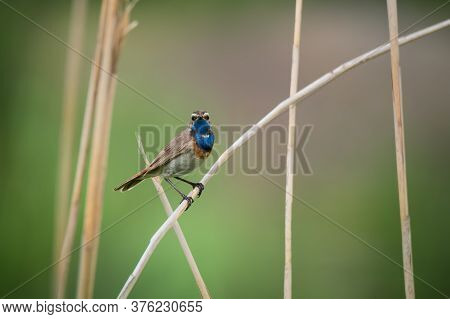 Beautiful Bluethroat Bird Sits On A Reed