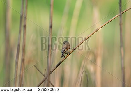 Cute Little Bird European Penduline Tit Sits On A Reed