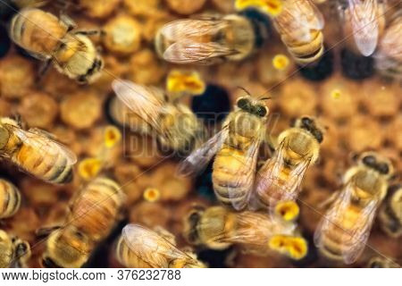 Close-up Of Busy And Hectic Life Of Honey Bees Feeding Their Young Generations On The Honeycomb In T