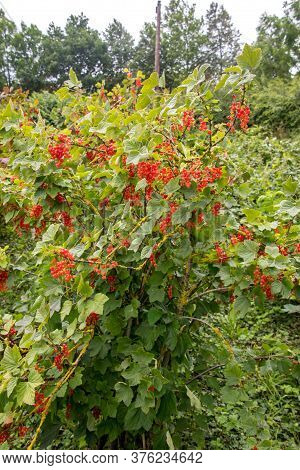 Freshly Grown Tayberrys