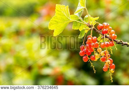 Freshly Grown Tayberrys