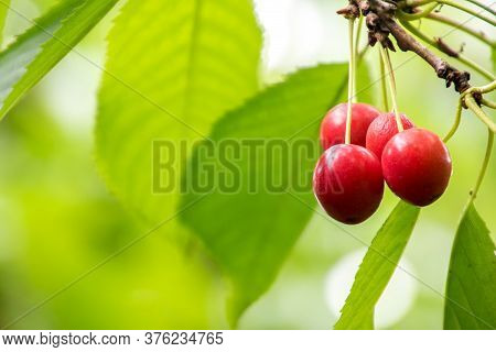 Freshly Grown Cherries
