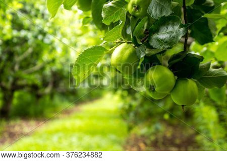 Freshly Grown Apples