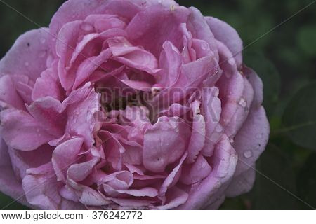Rose. Floral Background. Rose After Rain. Pink Rose.