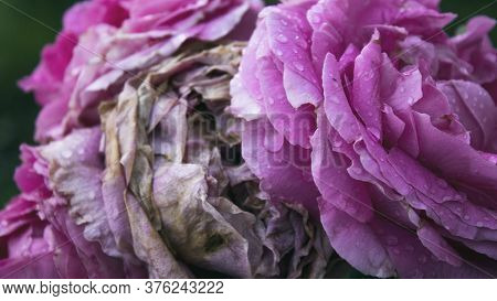 Withered Rose. Pink Rose. Floral Background. Rose.