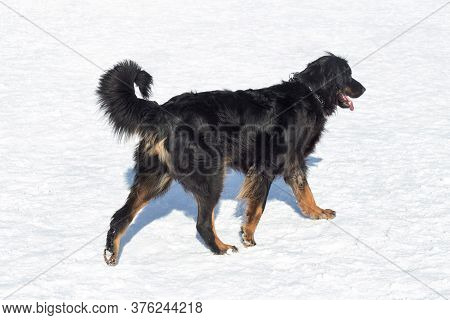 Cute Hovawart Is Walking On A White Snow In The Winter Park. Pet Animals.