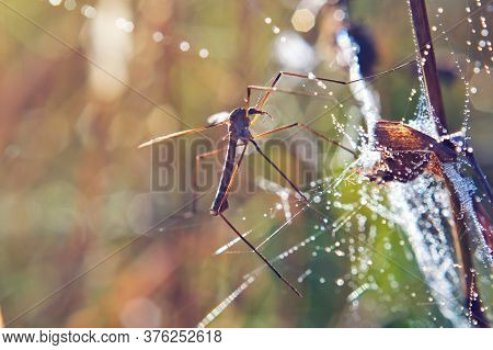 Crane Fly (mosquito Hawk) On The Spider Web With Dew Drops.