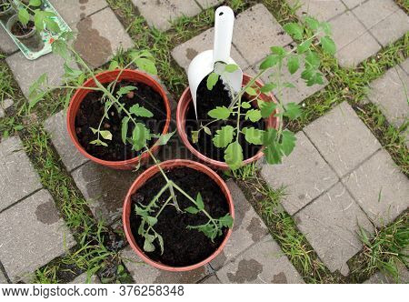A White Plastic Scoop Lies In A Pot Of Tomato Seedlings On The Front Yard. The Concept Of Growing Or