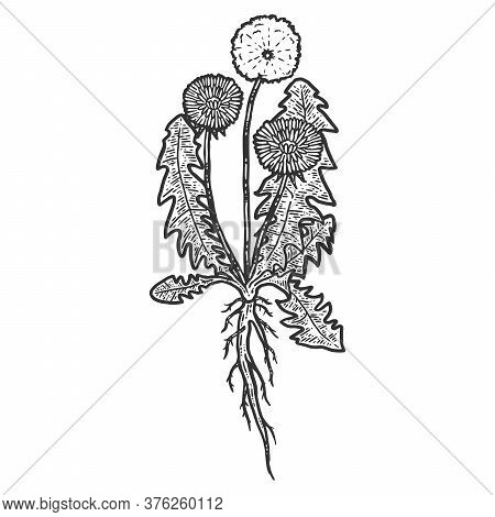 Botany, Dandelion Plant With Root. Isolated Object. Sketch Scratch Board Imitation.