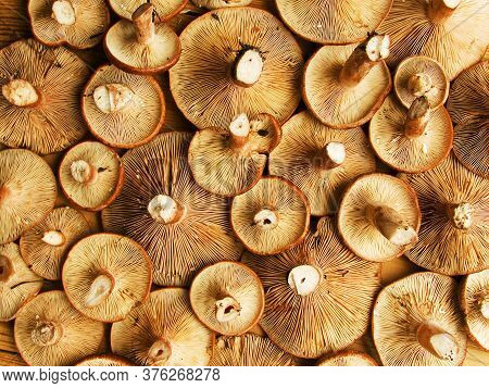 Fresh Lactarius Rufusi Or Rufous Milkcap Mushrooms On The Wooden Background/ Shallow Dof.