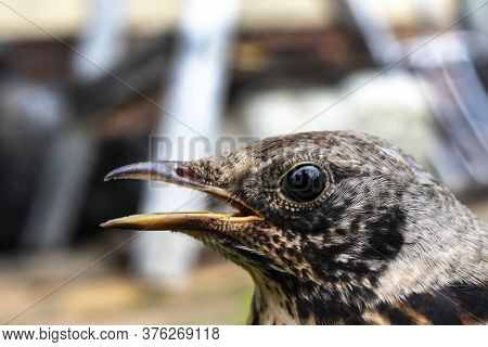 Young Thrush Bird Out Of Town On Green Grass. Open Beak Thrush. Wild Nature. Macro