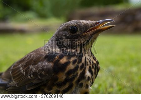 Young Thrush Bird Out Of Town On Green Grass. Open Beak Thrush. Wild Nature. Macro