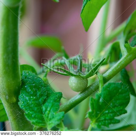 Bush With Little Green Tomato In Spring Garden.