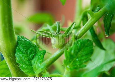 Green Tomato On The Fresh Bush In Spring Garden.