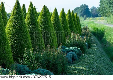 Well Groomed Green Conical Thuja Coniferous Trees In Garden