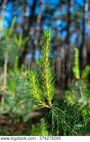 Young Green Shoots Of Commom Pine Tree In Forest Close Up