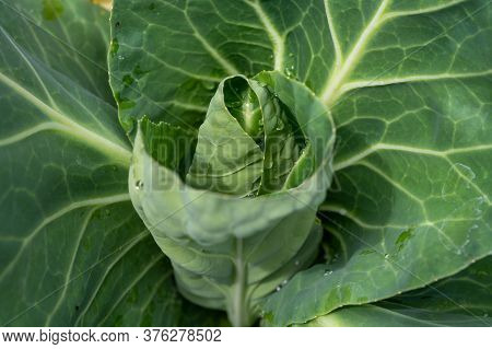 Sweetheart Cabbage Plant Growing In Garden Close Up